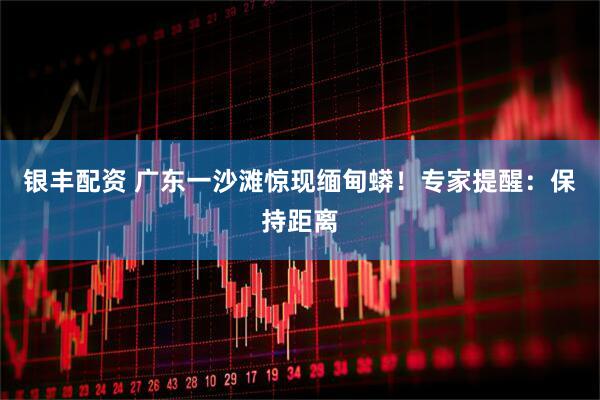 银丰配资 广东一沙滩惊现缅甸蟒！专家提醒：保持距离